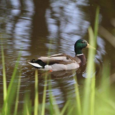 Saarlandtraum Weihermuehle Schmelz Luaran gambar